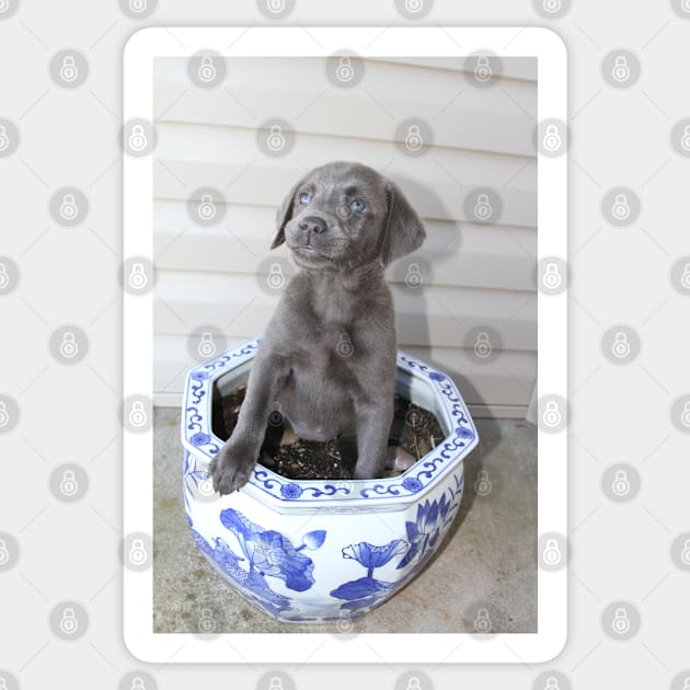 Planted Luna - Labrador :: Canines and Felines Sticker by Platinumfrog